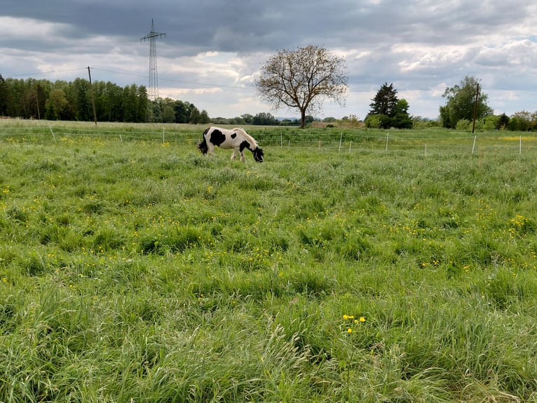 Tinker Jument 13 Ans 145 cm Pinto in Kandel
