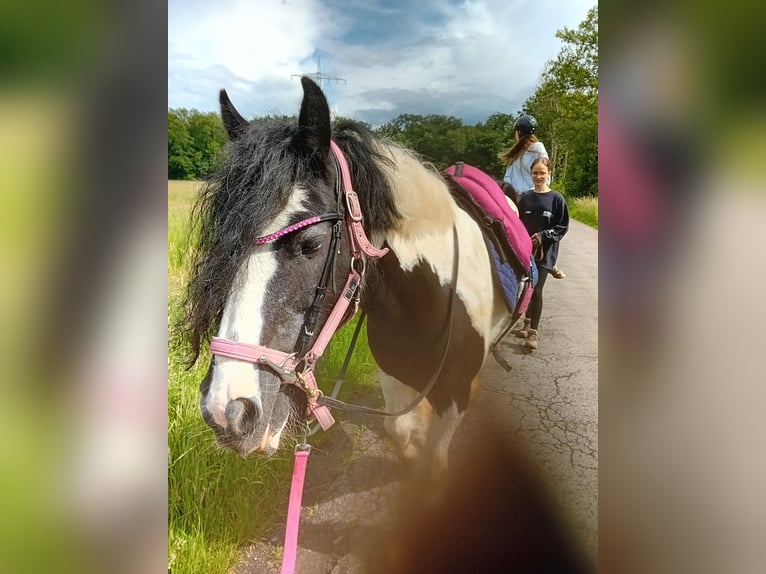 Tinker Jument 13 Ans 145 cm Pinto in Kandel