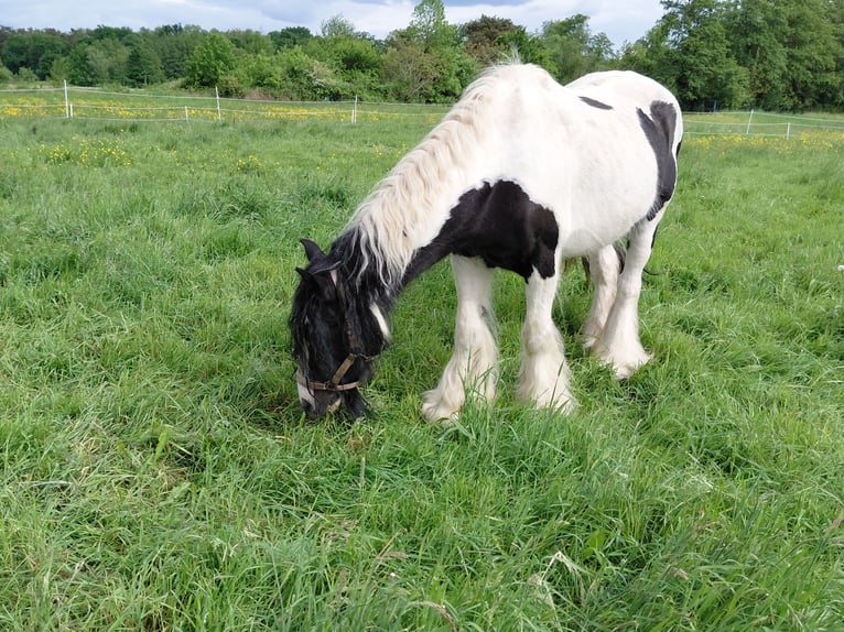 Tinker Jument 13 Ans 145 cm Pinto in Kandel