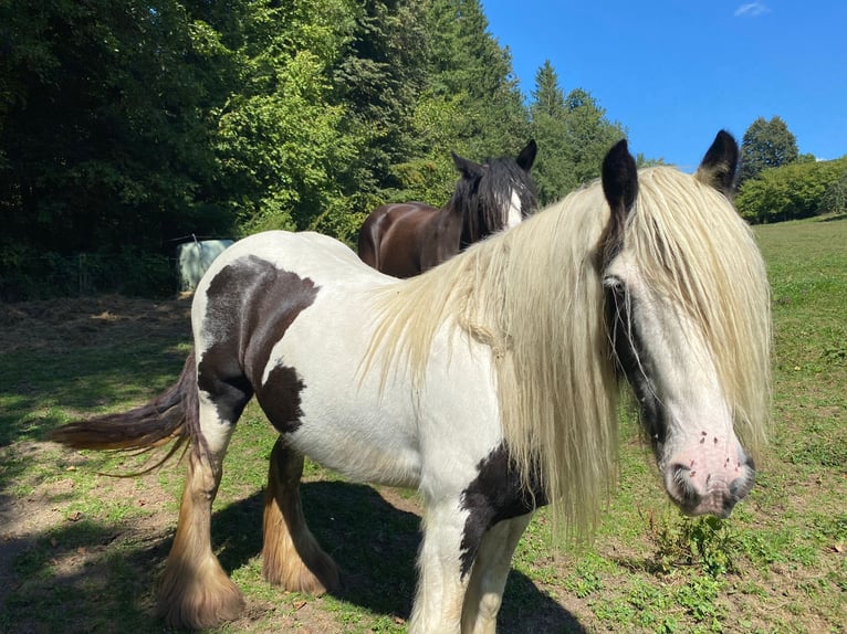 Tinker Jument 13 Ans 145 cm Pinto in Greisdorf