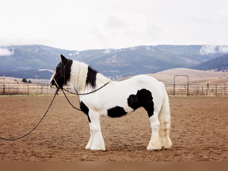 Tinker Jument 13 Ans 145 cm Tobiano-toutes couleurs in Winston MT