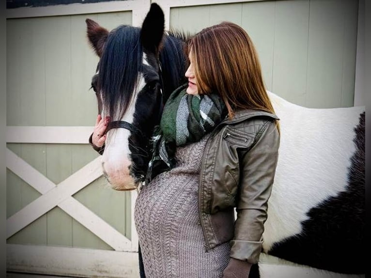 Tinker Jument 13 Ans 147 cm Pinto in Sherborn