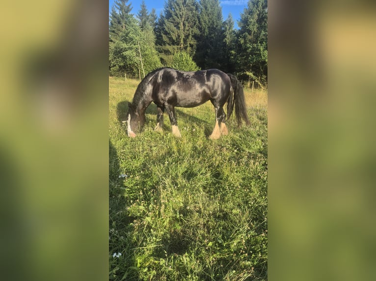 Tinker Jument 13 Ans 148 cm Bai brun foncé in Finnentrop
