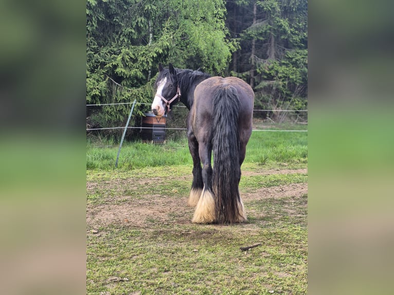 Tinker Jument 13 Ans 148 cm Bai brun foncé in Finnentrop