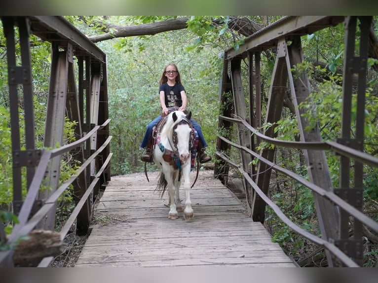 Tinker Croisé Jument 13 Ans Pinto in Brandon