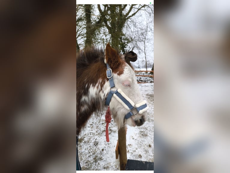 Tinker Jument 14 Ans 125 cm  in Bockhorn
