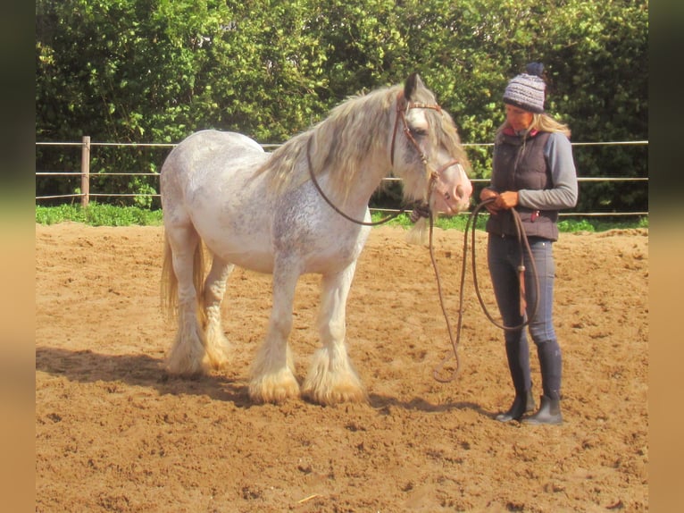 Tinker Jument 14 Ans 135 cm Rouan Bleu in Velpke