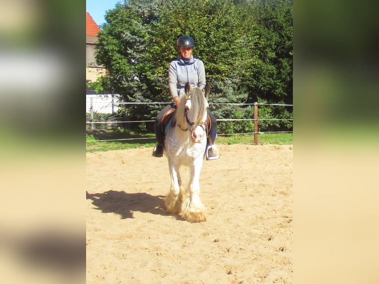 Tinker Jument 14 Ans 135 cm Rouan Bleu in Velpke