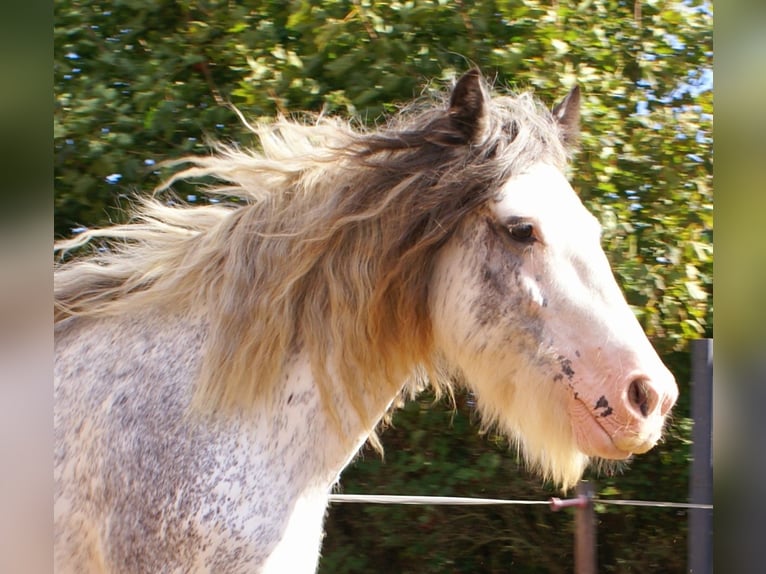 Tinker Jument 14 Ans 135 cm Rouan Bleu in Velpke