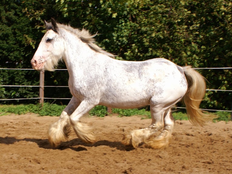 Tinker Jument 14 Ans 135 cm Rouan Bleu in Velpke