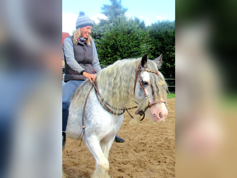 Tinker Jument 14 Ans 135 cm Rouan Bleu in Velpke