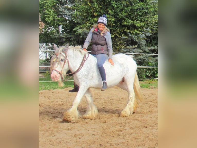 Tinker Jument 14 Ans 135 cm Rouan Bleu in Velpke