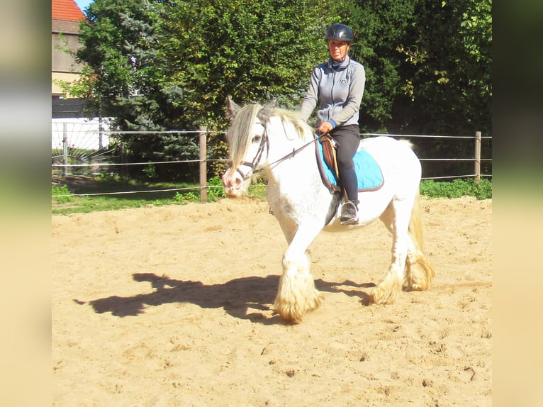 Tinker Jument 14 Ans 135 cm Rouan Bleu in Velpke