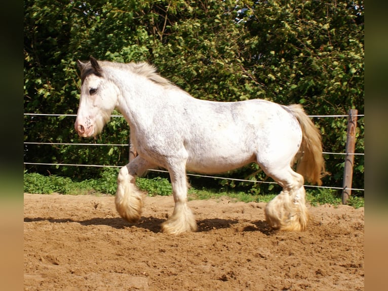 Tinker Jument 14 Ans 135 cm Rouan Bleu in Velpke