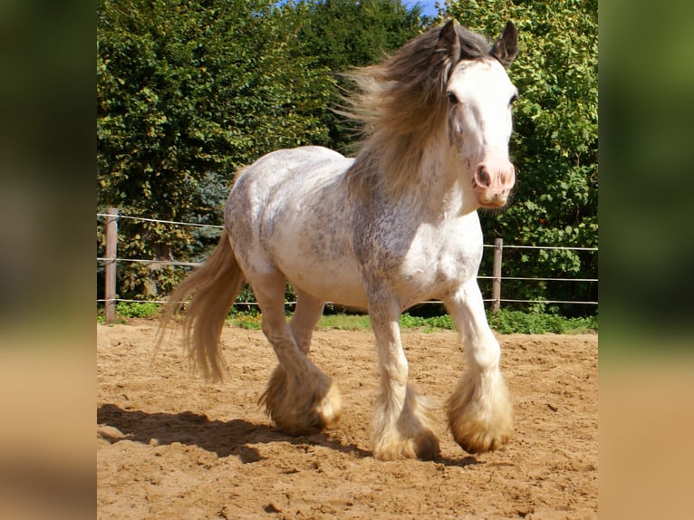 Tinker Jument 14 Ans 135 cm Rouan Bleu in Velpke