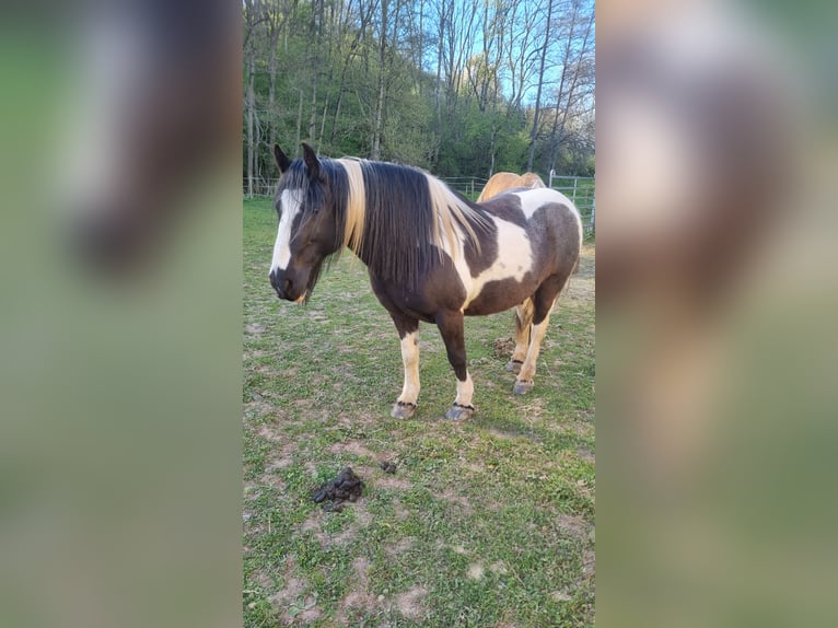 Tinker Jument 14 Ans 141 cm Pinto in Bickendorf