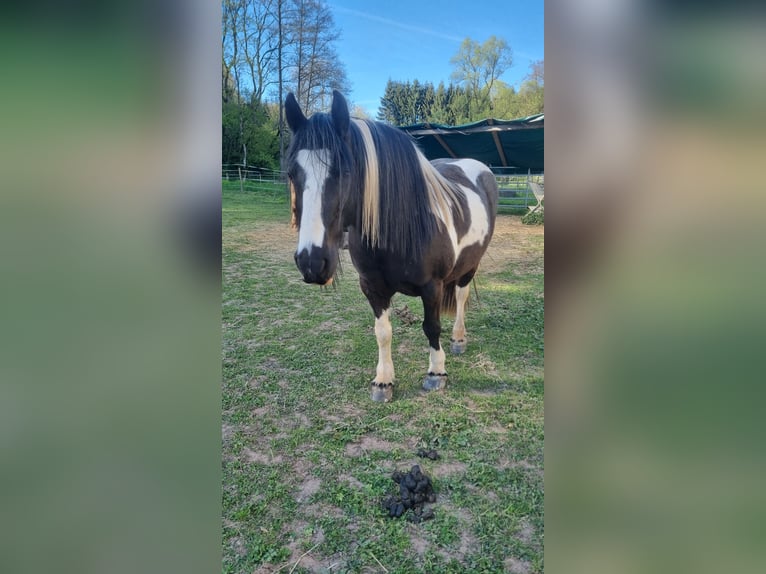Tinker Jument 14 Ans 141 cm Pinto in Bickendorf