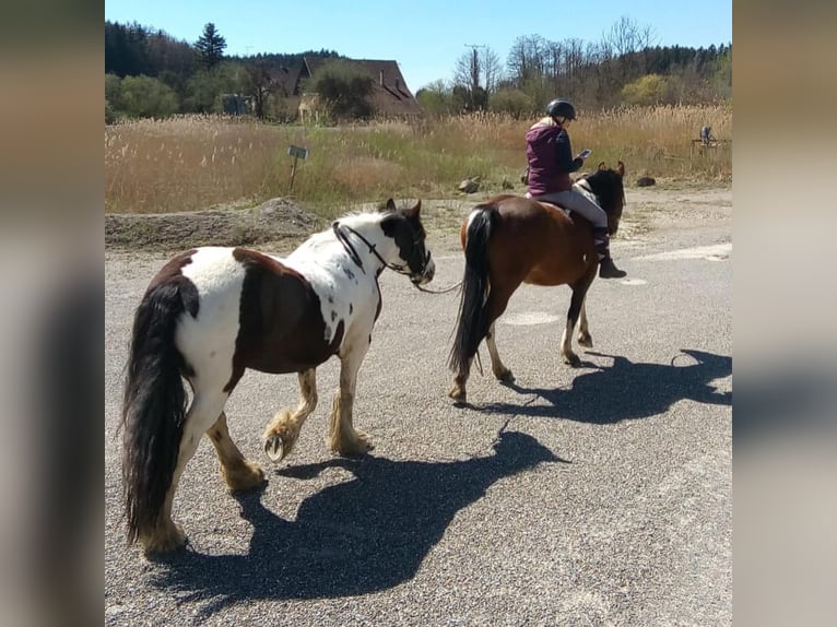 Tinker Jument 14 Ans 142 cm Pinto in M&#xFC;hlingen