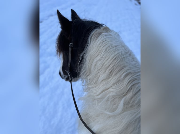 Tinker Jument 14 Ans 142 cm Pinto in M&#xFC;hlingen
