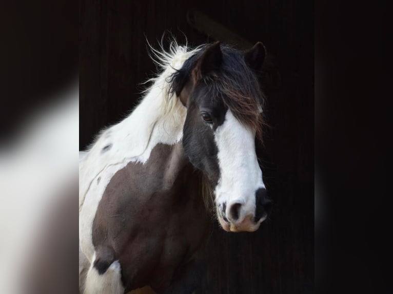 Tinker Jument 14 Ans 142 cm Pinto in M&#xFC;hlingen