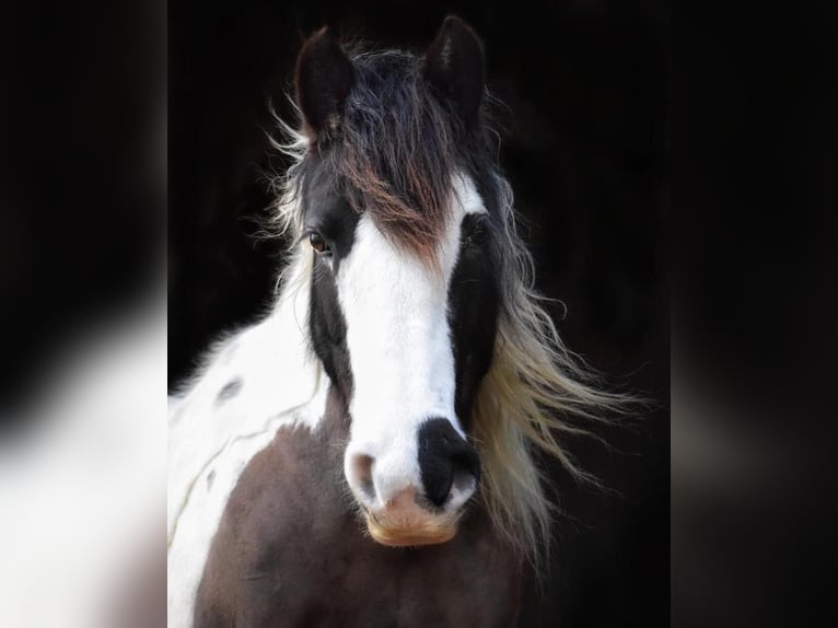 Tinker Jument 14 Ans 142 cm Pinto in M&#xFC;hlingen