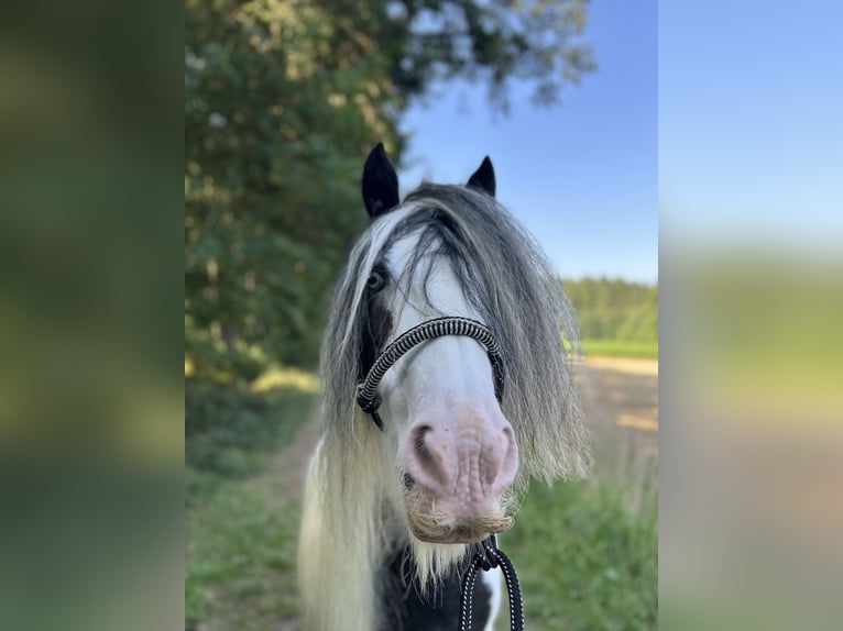 Tinker Jument 14 Ans 144 cm Pinto in Garching an der Alz