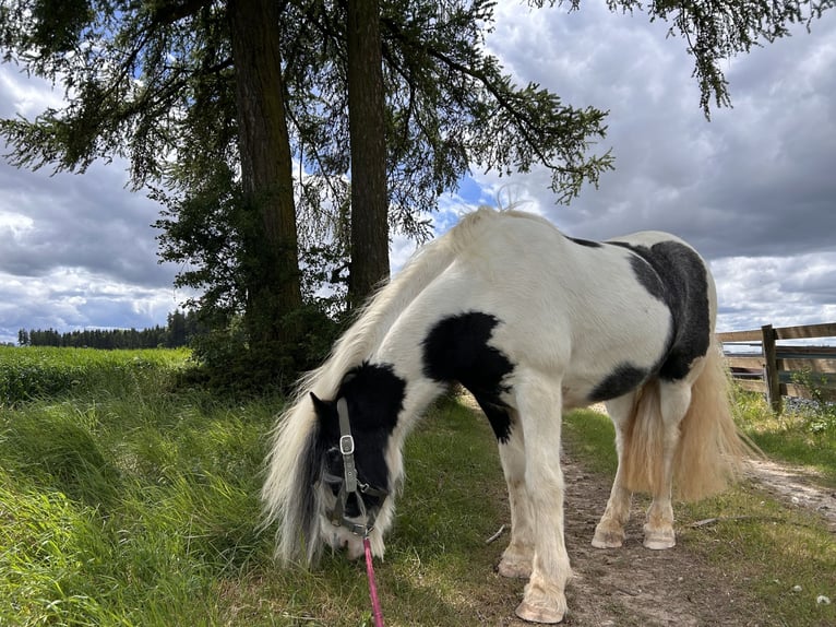 Tinker Jument 14 Ans 144 cm Pinto in Garching an der Alz