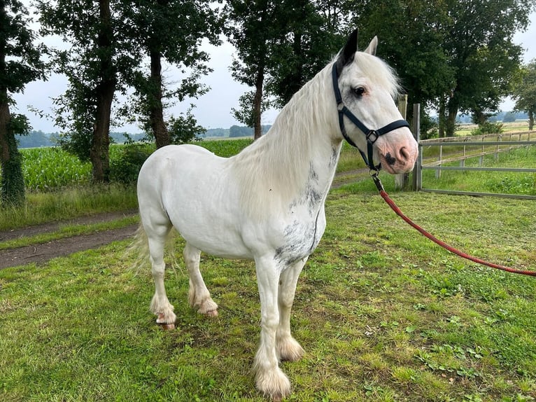 Tinker Jument 14 Ans 146 cm Pinto in Lindern (Oldenburg)