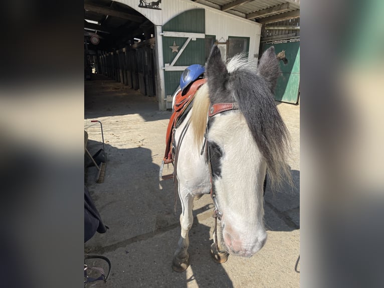 Tinker Jument 14 Ans 148 cm Pinto in Friesenhagen