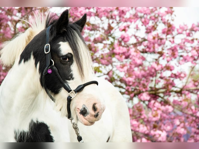 Tinker Jument 14 Ans 148 cm Pinto in Friesenhagen