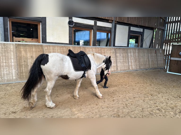 Tinker Jument 14 Ans 148 cm Pinto in Friesenhagen