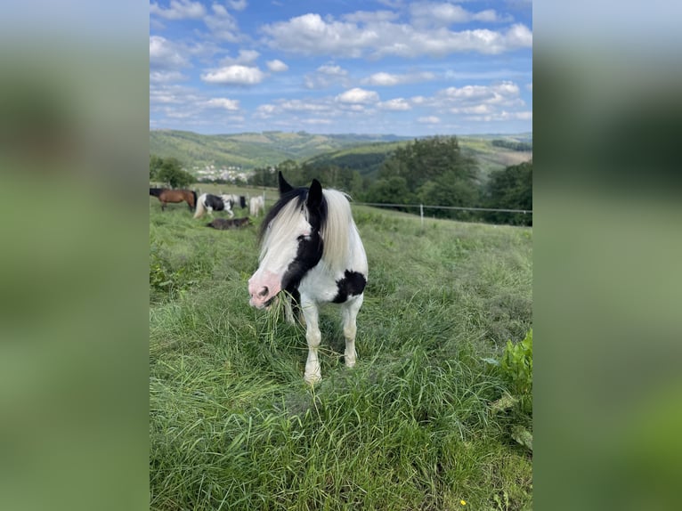 Tinker Jument 14 Ans 148 cm Pinto in Friesenhagen