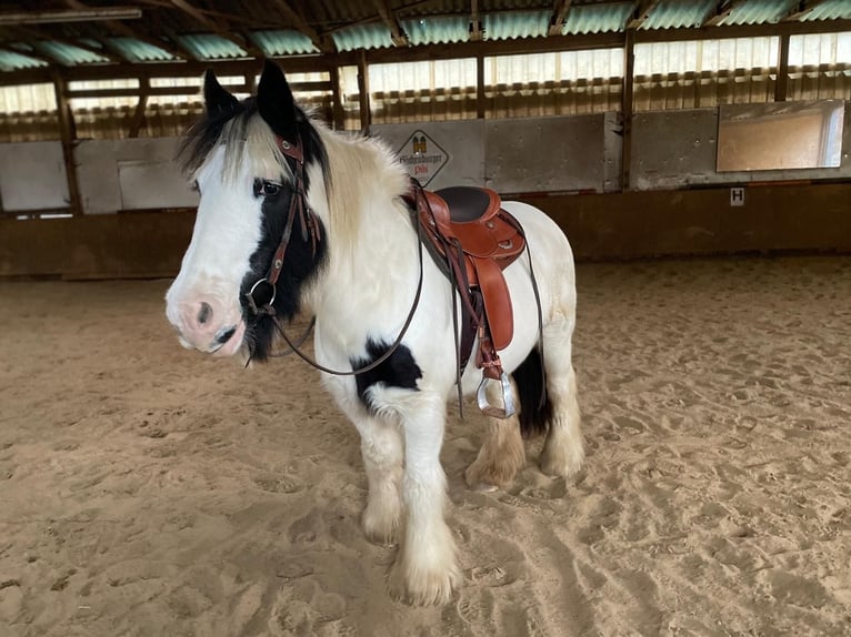 Tinker Jument 14 Ans 148 cm Pinto in Friesenhagen
