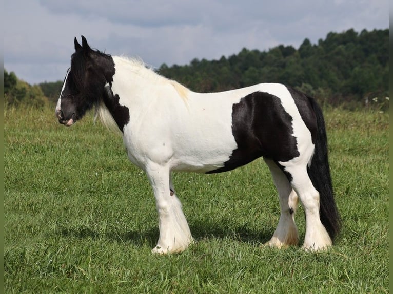 Tinker Jument 14 Ans 152 cm Tobiano-toutes couleurs in Somerset KY