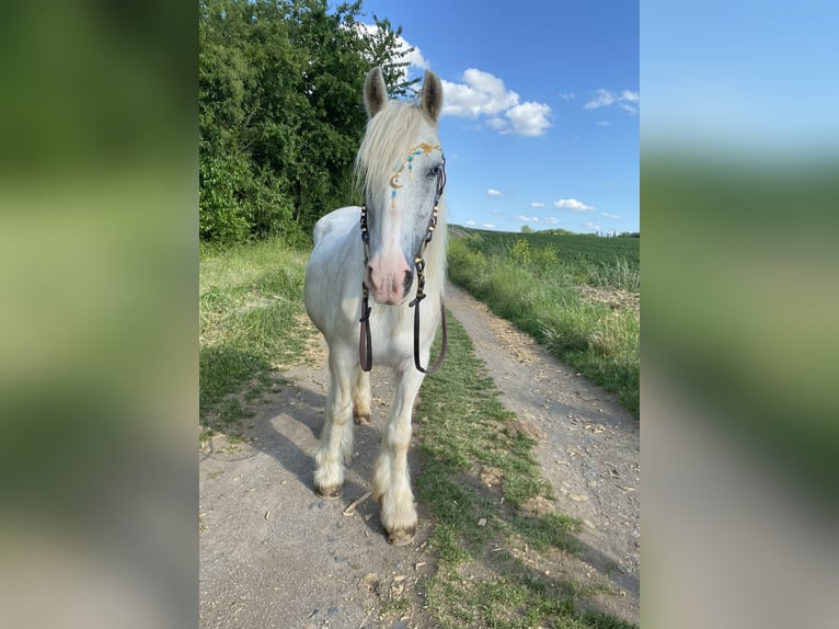 Tinker Jument 15 Ans 135 cm Gris in Wei&#xDF;enthurm