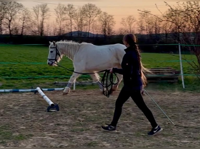 Tinker Jument 15 Ans 135 cm Gris in Wei&#xDF;enthurm