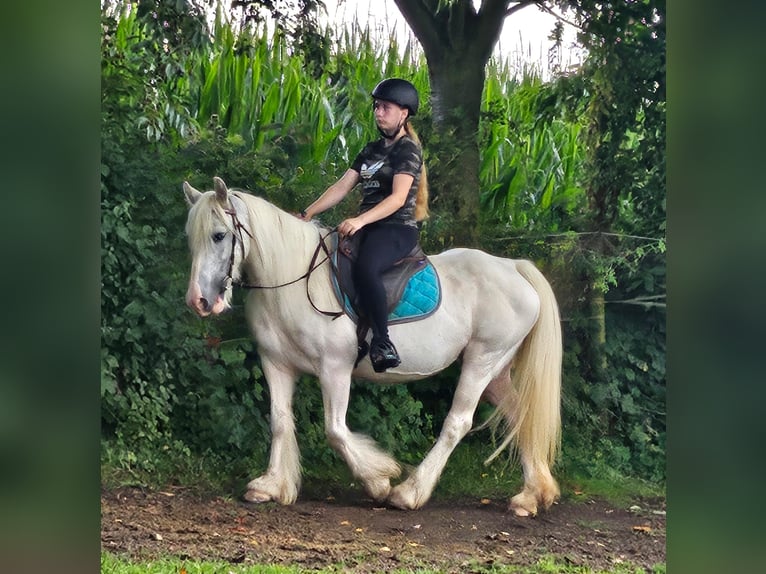 Tinker Jument 15 Ans 135 cm Gris in Wei&#xDF;enthurm