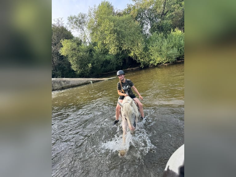 Tinker Jument 15 Ans 135 cm Gris in Wei&#xDF;enthurm
