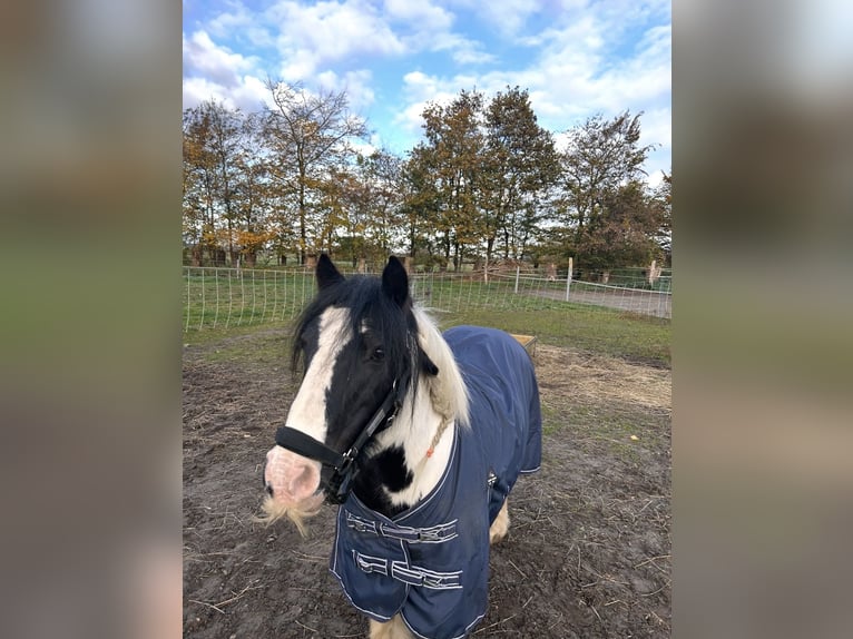 Tinker Jument 15 Ans 135 cm Pinto in Altenpleen