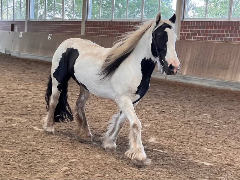 Tinker Jument 15 Ans 145 cm in Duisburg