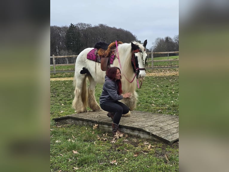 Tinker Jument 15 Ans 146 cm Pinto in Linkenbach