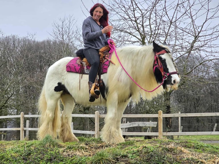 Tinker Jument 15 Ans 146 cm Pinto in Linkenbach