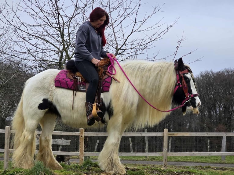 Tinker Jument 15 Ans 146 cm Pinto in Linkenbach