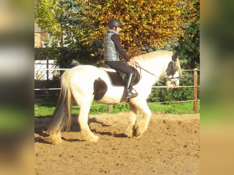 Tinker Jument 15 Ans 147 cm Pinto in Velpke