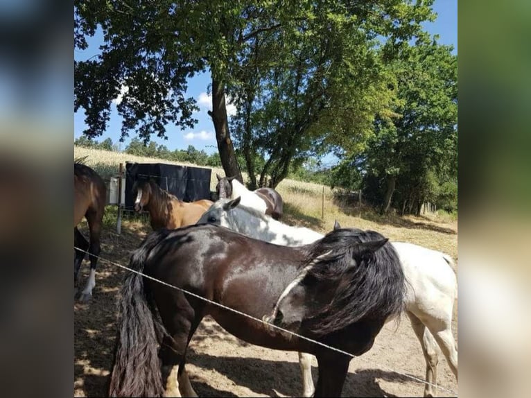 Tinker Jument 15 Ans 150 cm Noir in Bad Hersfeld