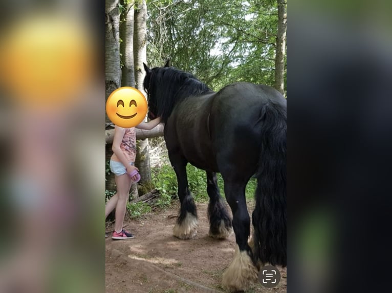 Tinker Jument 15 Ans 150 cm Noir in Bad Hersfeld