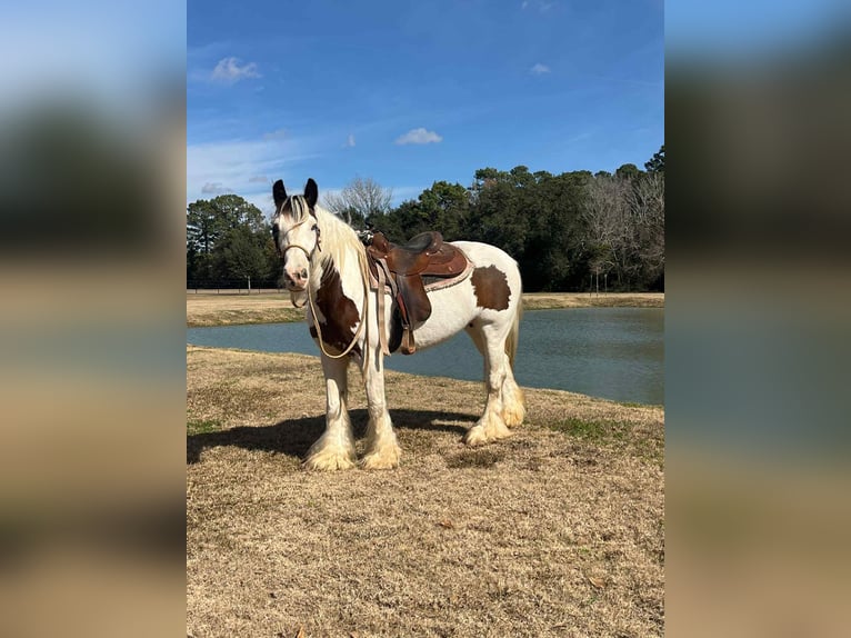 Tinker Jument 15 Ans 150 cm Overo-toutes couleurs in Anahuac