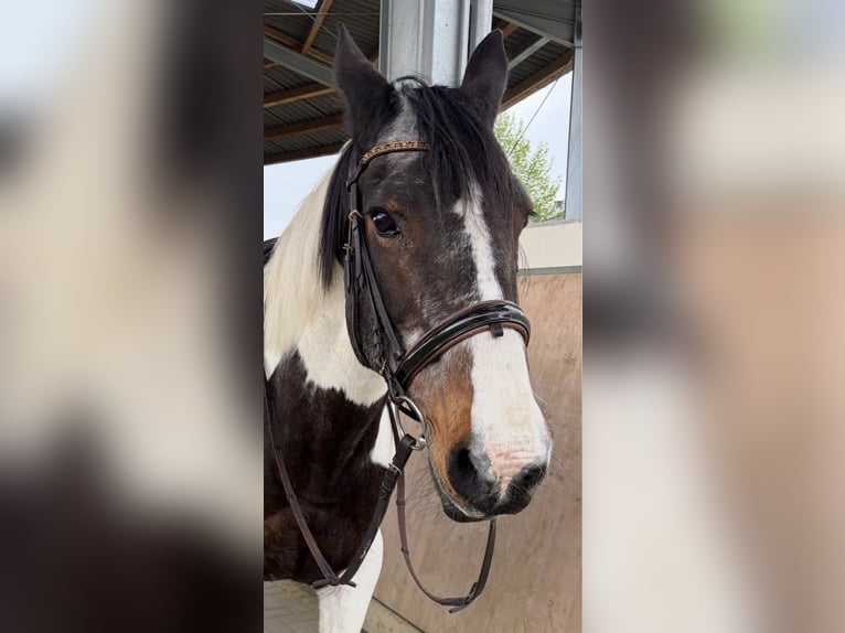 Tinker Croisé Jument 15 Ans 157 cm Pinto in Hennef
