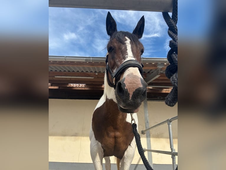 Tinker Croisé Jument 15 Ans 157 cm Pinto in Hennef