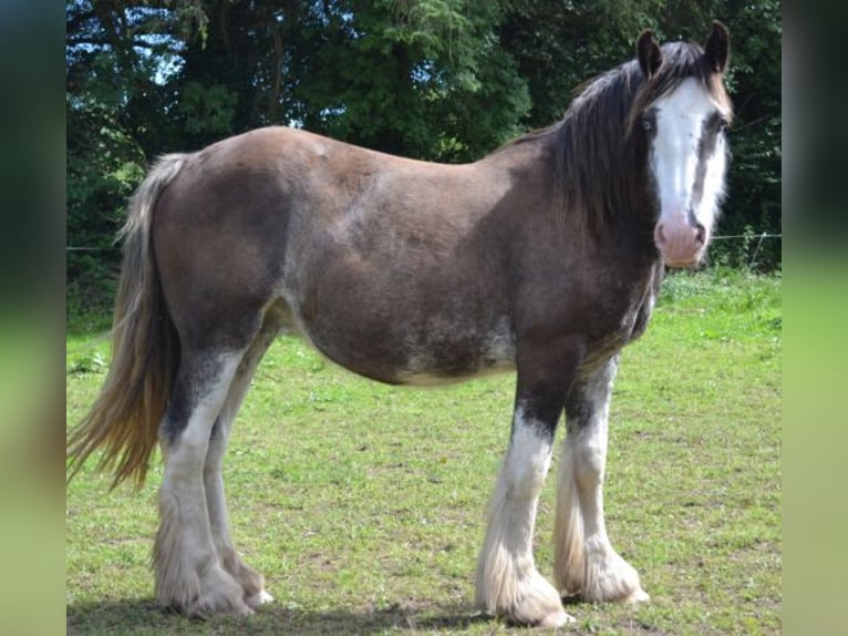 Tinker Jument 15 Ans 157 cm Rouan Bleu in Landstuhl